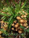 збір грибів в Карпатах